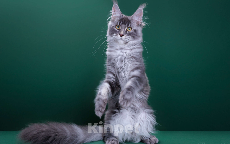 Кошки в Красногорске: Котенок  Девочка, Бесплатно - фото 4