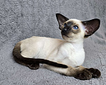 Кошки в Иркутске: Ориентальный котенок Мальчик, 120 000 руб. - фото 2