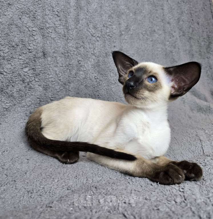 Кошки в Иркутске: Ориентальный котенок Мальчик, 120 000 руб. - фото 2