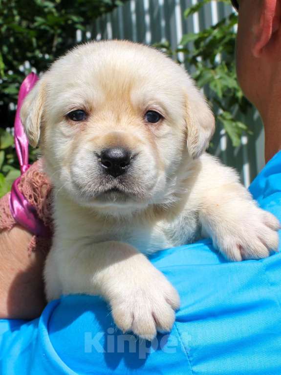 Собаки в других городах Липецкой области: Чудесная девочка щенок лабрадора Девочка, 60 000 руб. - фото 4