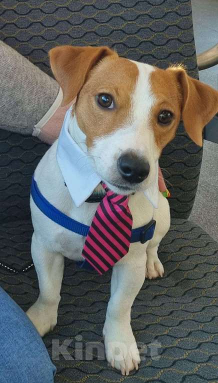 Собаки в Москве: Вязка джек рассел терьер Мальчик, 20 000 руб. - фото 1