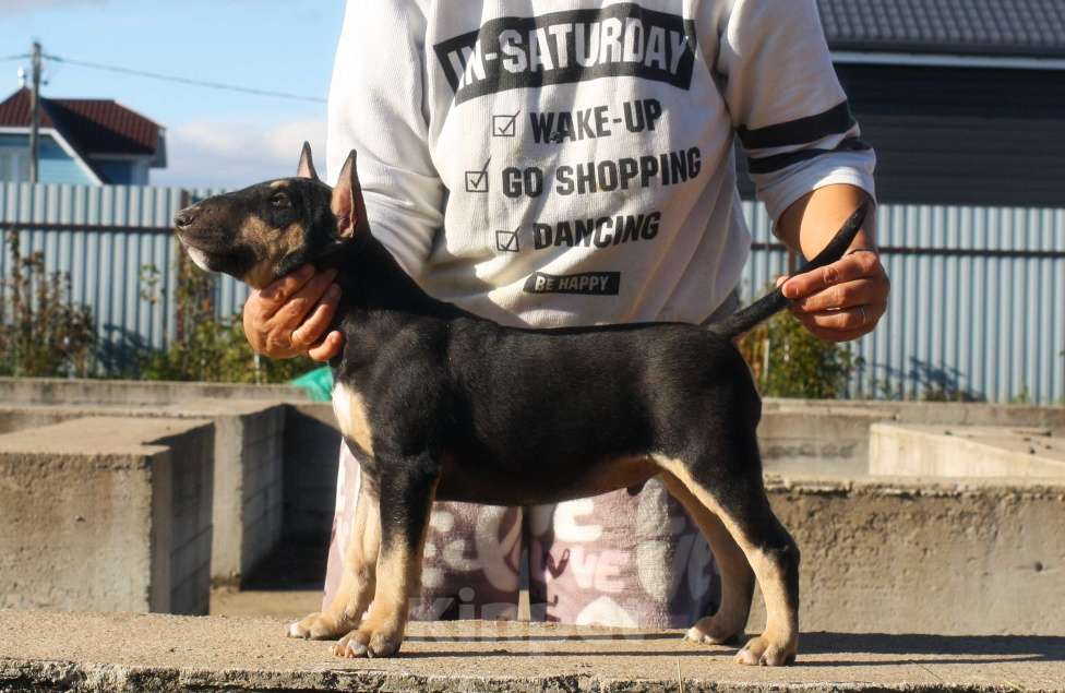 Собаки в Всеволожске: ММ МАКИАТА МЕЛАНЖ Мальчик, Бесплатно - фото 8
