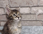 Кошки в Кемерово: Котята Мейн-кун Девочка, Бесплатно - фото 4