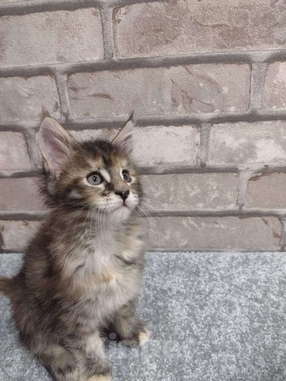 Кошки в Кемерово: Котята Мейн-кун Девочка, Бесплатно - фото 4