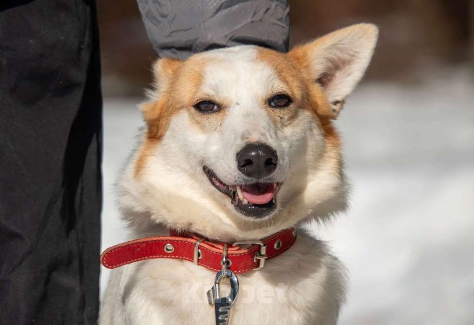 Собаки в Москве: Лисена, 5 лет Девочка, Бесплатно - фото 3