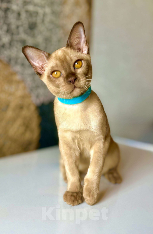 Кошки в Москве: Бурманский котенок мальчик. Готов к переезду!😻 Мальчик, 80 000 руб. - фото 1