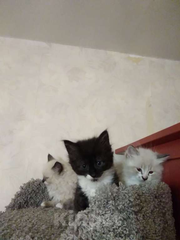 Кошки в Санкт-Петербурге: Пушистая девочка 1,5 мес Девочка, Бесплатно - фото 5