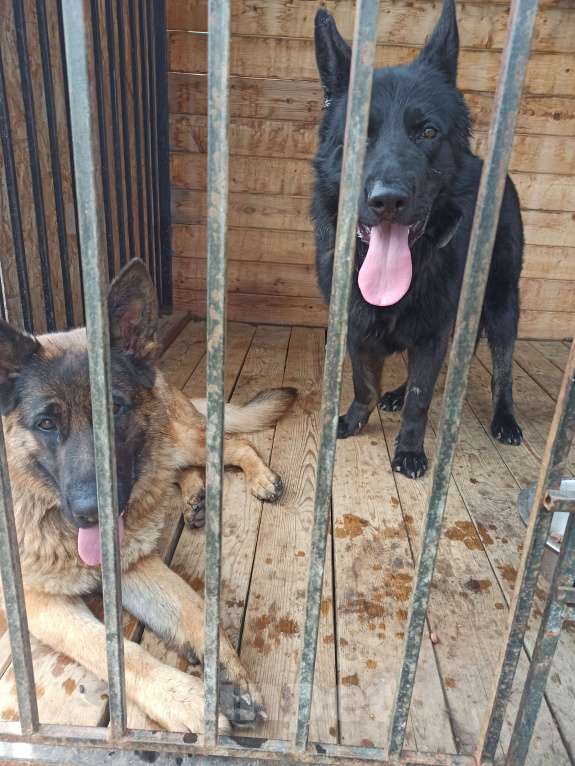 Собаки в Москве: Немецкая овчарка Мальчик, 35 000 руб. - фото 3