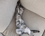 Кошки в Краснодаре: Отдам в добрые руки котенка Девочка, Бесплатно - фото 3