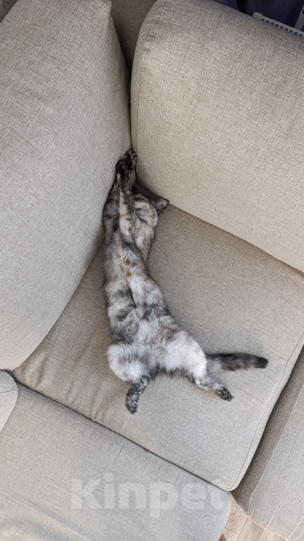 Кошки в Краснодаре: Отдам в добрые руки котенка Девочка, Бесплатно - фото 3