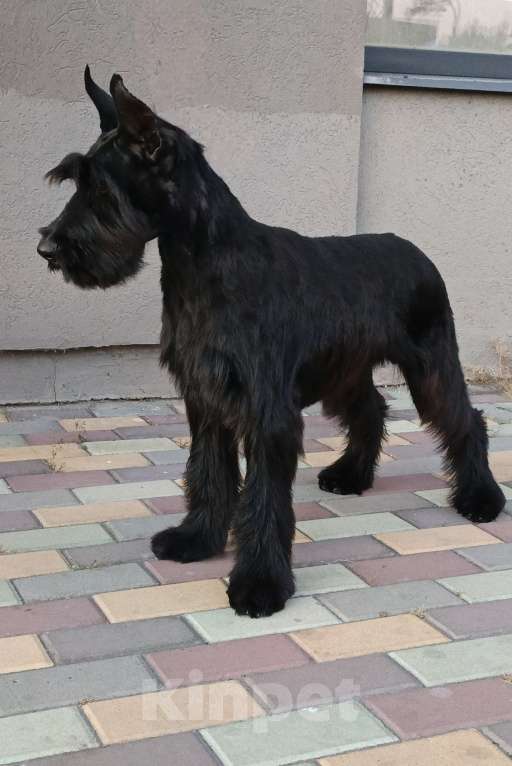 Собаки в Воронеже: Девочка ризеншнауцер документы РКФ Девочка, 70 000 руб. - фото 3