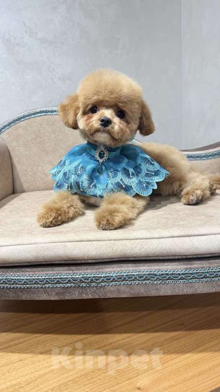Собаки в Москве: Продается щенок Мальтипу мальчик Мальчик, 60 000 руб. - фото 2