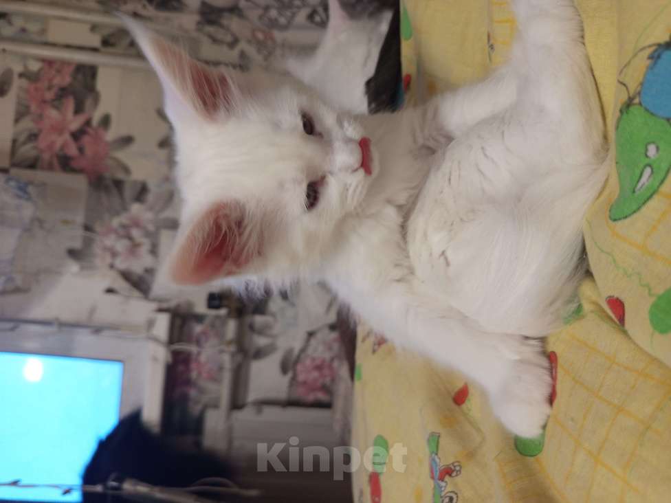 Кошки в других городах Ленинградской области: Девочка Мейн Кун polidakt Девочка, 25 000 руб. - фото 9