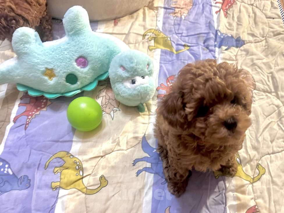 Собаки в Москве: Той-пудель Талия  Девочка, 130 000 руб. - фото 4