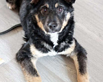 Собаки в Москве: Буч - красивый, добрый и ласковый щенок даром Мальчик, Бесплатно - фото 4