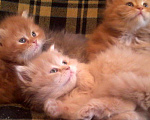 Кошки в Ливны: Сибирские рыжие котята, 9 999 руб. - фото 3