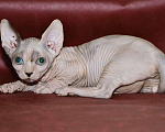 Кошки в Ливны: Кошечка бамбино, 45 000 руб. - фото 5
