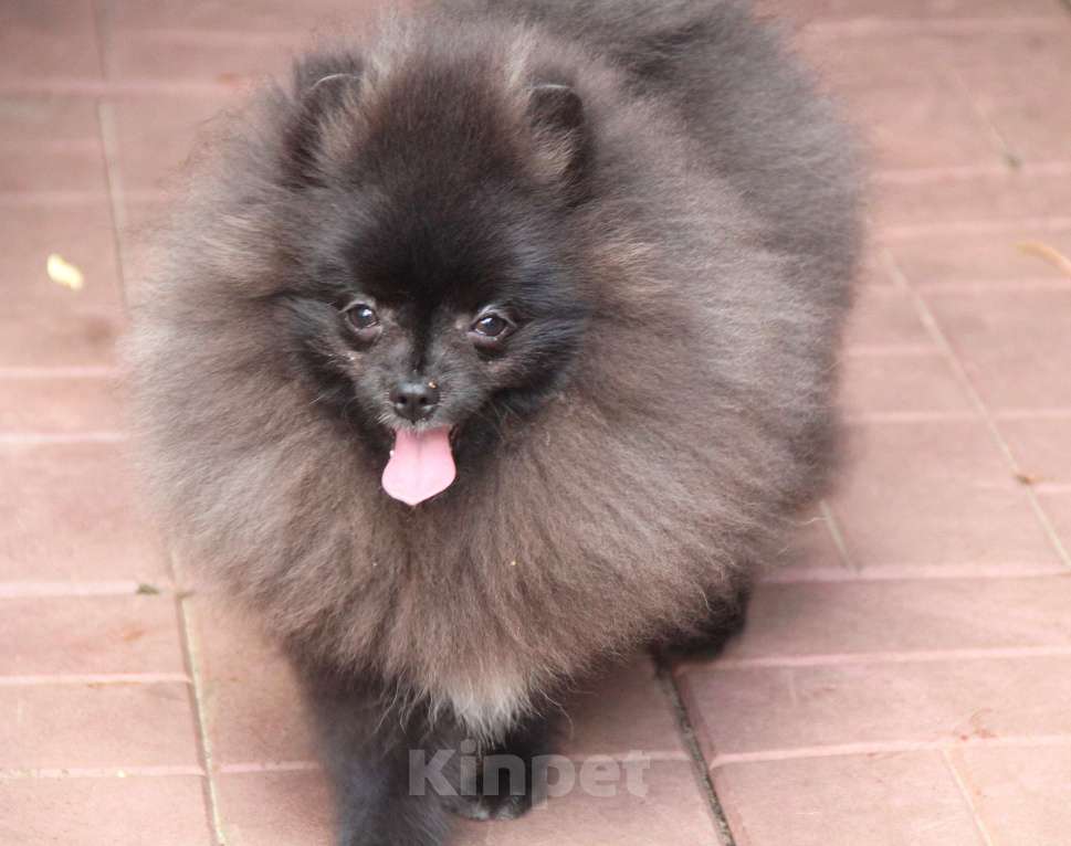 Собаки в Раменском: Мальчик шпица  Мальчик, 25 000 руб. - фото 2