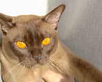 Кошки в Набережных Челнах: Бурманские котята Девочка, Бесплатно - фото 1