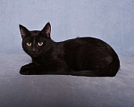 Кошки в Москве: Ласковый и игривый черный котенок-подросток Степа в добрые руки Мальчик, 10 руб. - фото 4