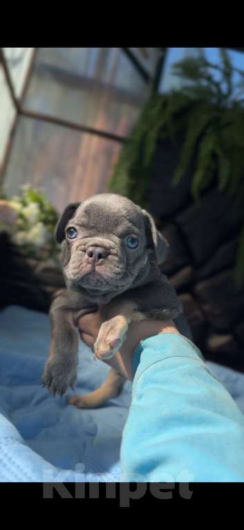 Собаки в Тюмени: мальчик лилак тан 2 мес Мальчик, 70 000 руб. - фото 1