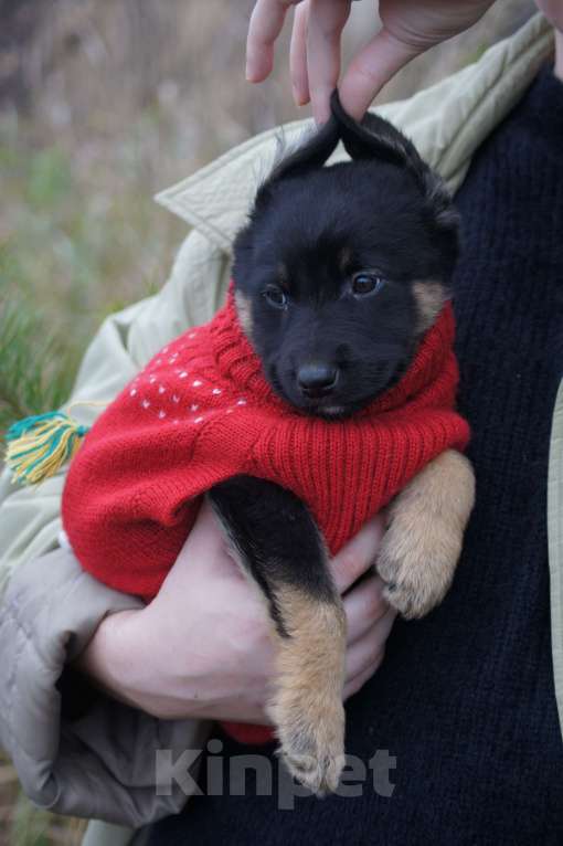 Собаки в Лобне: Щенок Лапушка ищет себе семью Девочка, Бесплатно - фото 1