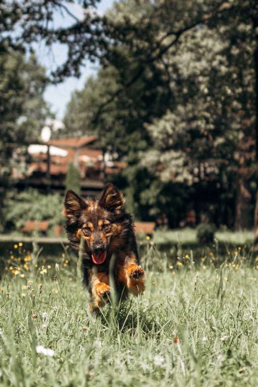 Собаки в Москве: Очаровательная малышка Клер ждет свою семью. Девочка, 100 руб. - фото 10