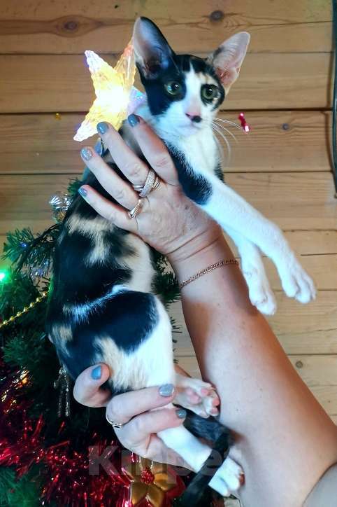 Кошки в Москве: ориентальная пантера и др. Девочка, 50 000 руб. - фото 6