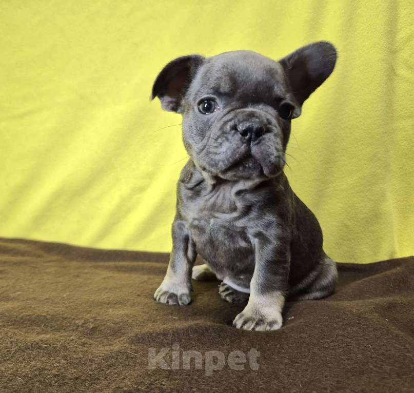 Собаки в Москве: Девочка голубой подпал без белого Девочка, 65 000 руб. - фото 1