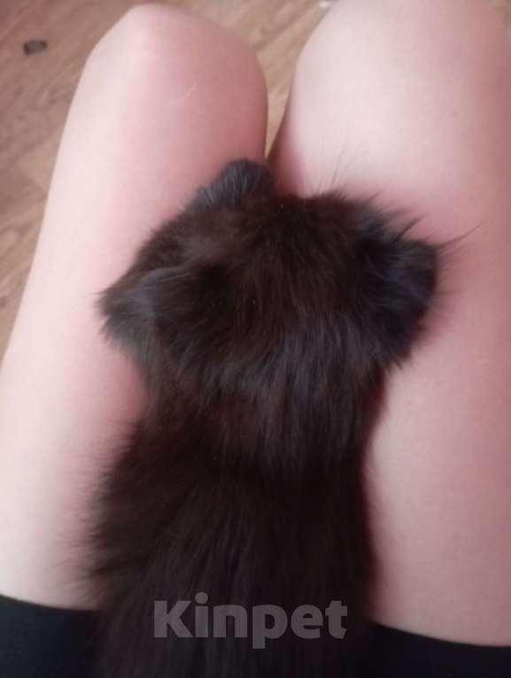 Кошки в Набережных Челнах: Котята Мальчик, Бесплатно - фото 6