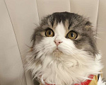 Кошки в Новосибирске: Шотландские котята  Мальчик, 50 000 руб. - фото 4