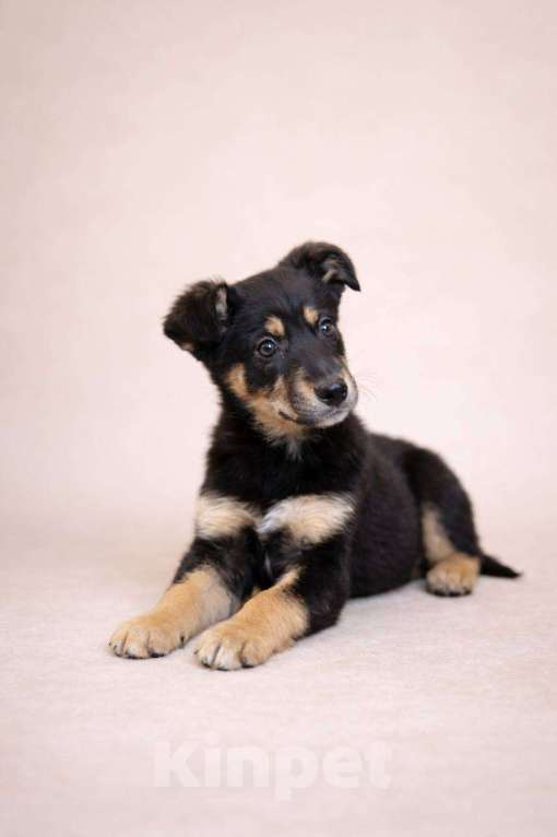 Собаки в Красногорске: Щенок Моника 2 месяца в добрые руки Девочка, Бесплатно - фото 2