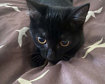 Кошки в Новосибирске: потерялась моя кошка 12 июня Девочка, Бесплатно - фото 2
