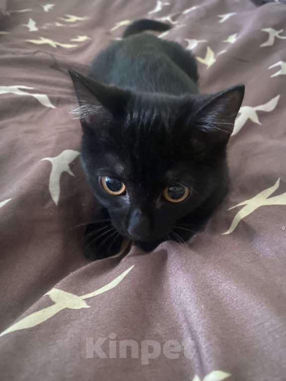 Кошки в Новосибирске: потерялась моя кошка 12 июня Девочка, Бесплатно - фото 2