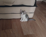 Кошки в Ульяновске: Котята в добрые руки. Девочка, Бесплатно - фото 5