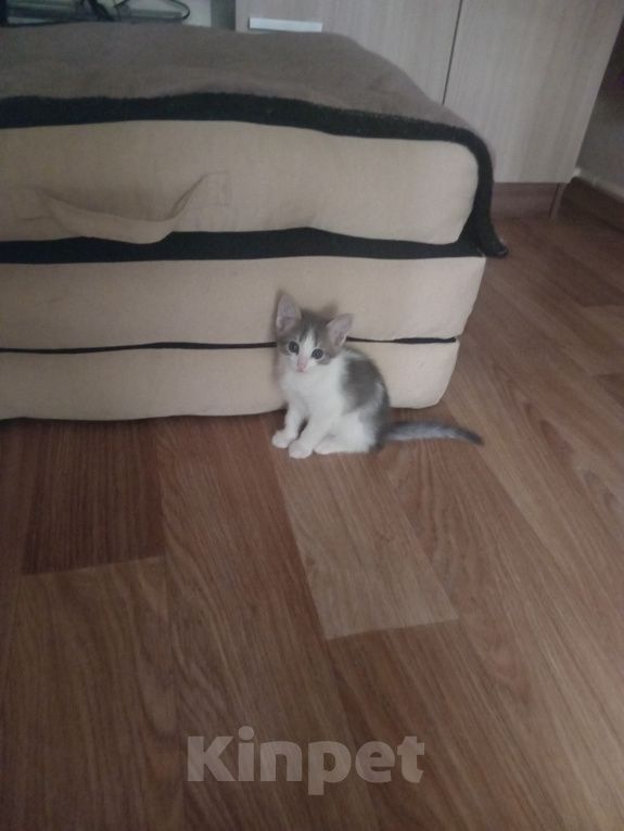 Кошки в Ульяновске: Котята в добрые руки. Девочка, Бесплатно - фото 5