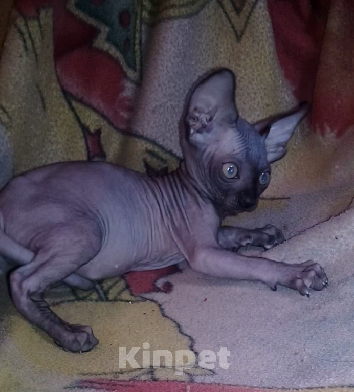 Кошки в Курске: Донской черный мальчик ДГГ Мальчик, 18 000 руб. - фото 4