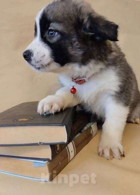 Собаки в Москве: в добрые руки Девочка, Бесплатно - фото 1