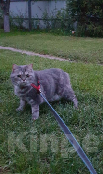 Кошки в Подольске: Пропала кошка  Девочка, 10 000 руб. - фото 1
