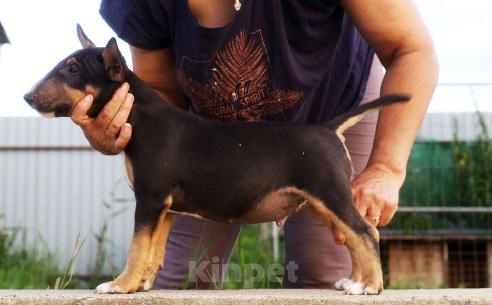 Собаки в Всеволожске: ММ МОККО АМАРЕТТО  Мальчик, Бесплатно - фото 3