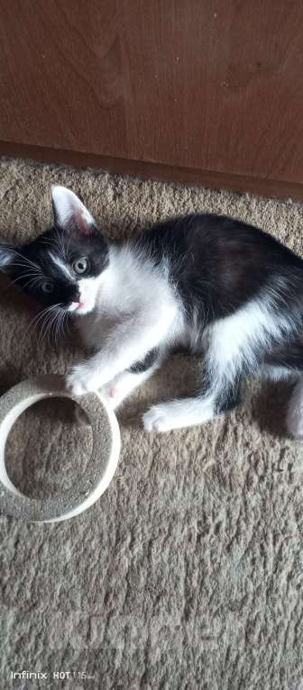 Кошки в Новочеркасске: Отдам котят бесплатно Девочка, Бесплатно - фото 4