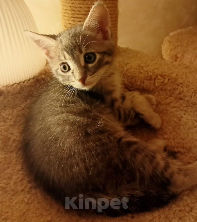 Кошки в Москве: Крохотные шпротики-котятки ищут дом Мальчик, Бесплатно - фото 2