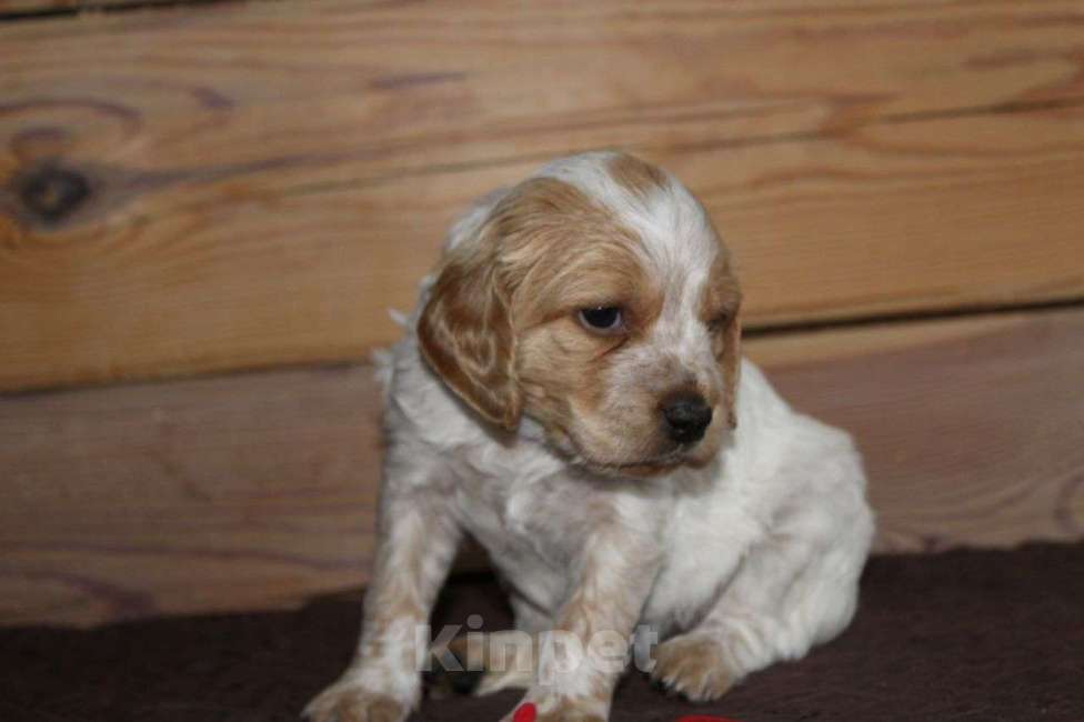 Собаки в Иркутске: Щенки французской легавой  Девочка, 50 руб. - фото 5