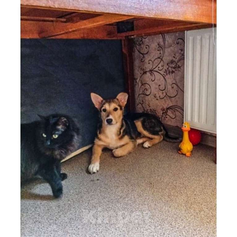 Собаки в Казани: Щенок подросток Девочка, Бесплатно - фото 1