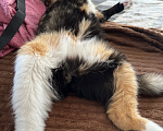 Кошки в Красноярске: Кошка в добрые руки Девочка, Бесплатно - фото 2