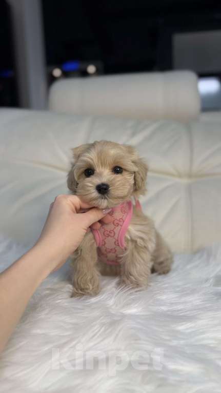 Собаки в Москве: Малышка мальтипу мини  Девочка, 165 000 руб. - фото 4