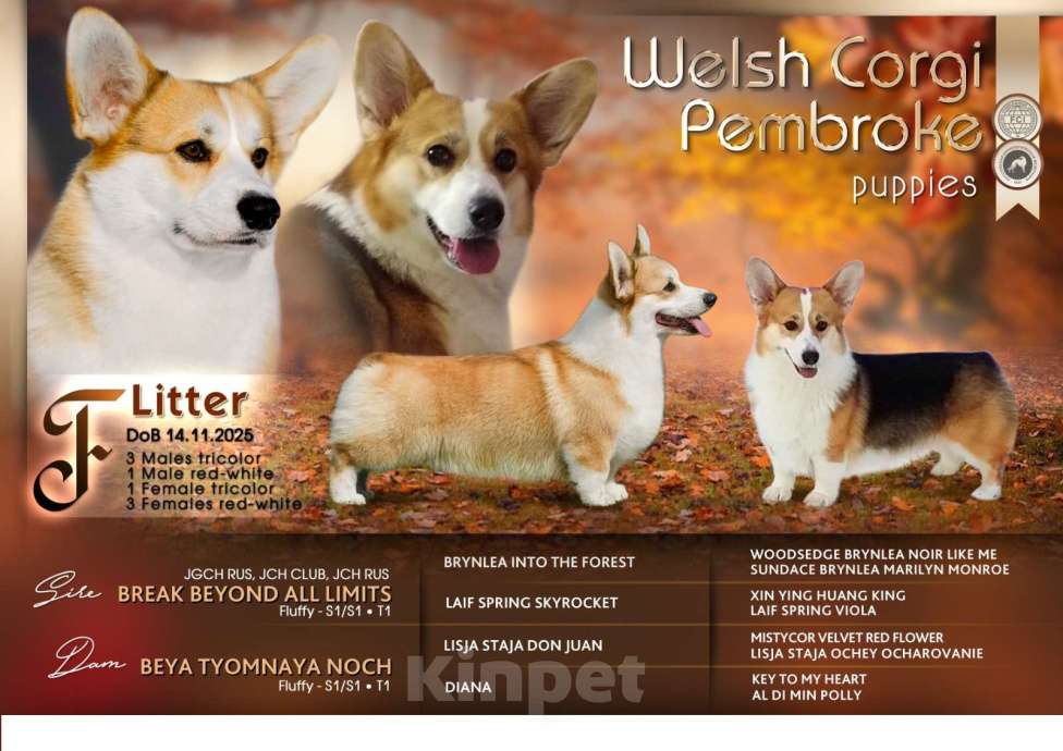 Собаки в Новосибирске: Продажа корги пемброк Мальчик, 70 руб. - фото 2