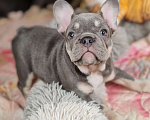 Собаки в Санкт-Петербурге: Шикарный щенки французский бульдог  Мальчик, 80 000 руб. - фото 9
