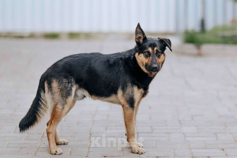Собаки в Москве: Джек - лучший друг детей ищет семью Мальчик, Бесплатно - фото 1
