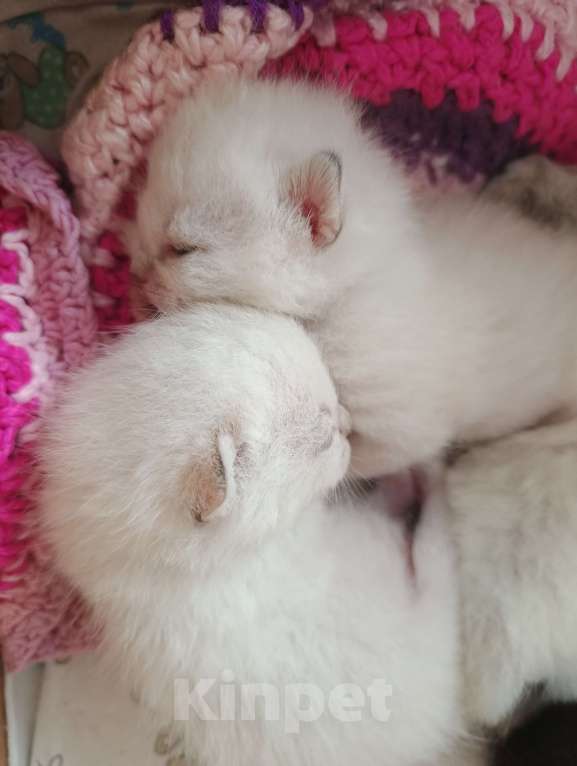 Кошки в Ставрополе: Котята Шотландская шиншилла Мальчик, 10 000 руб. - фото 2